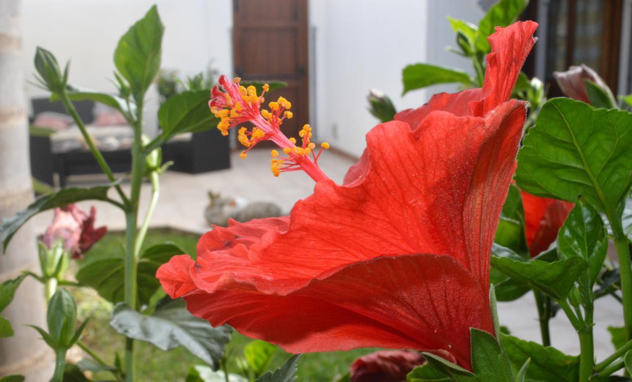 Kimos Bed and Breakfast San Vito Lo Capo Buitenkant foto